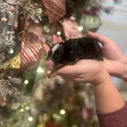 Spruce - Tri-color male Bernedoodle puppy in Alabama from Peach & Pawmetto Doodles