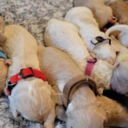 Goldendoodles from Fisher Pups-Stay Golden with a Doodle
