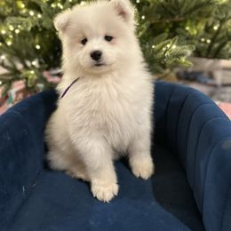 Purple - White female Samoyed puppy in Paulden, Arizona from Carefree Samoyeds & Deserthills Labradors