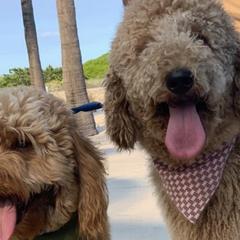 Bernedoodles, Double Doodles, and Goldendoodles from Florida Doodles