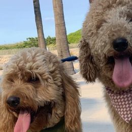 Bernedoodles, Double Doodles, and Goldendoodles from Florida Doodles