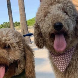 Bernedoodles, Double Doodles, and Goldendoodles from Florida Doodles
