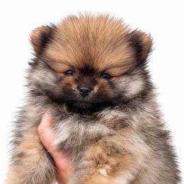 Andre - Orange sable male Pomeranian puppy in Big Pine Key, Florida from Kaleys Poms