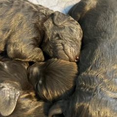 Boykin Spaniel Puppies from Hickory Hills Boykin Spaniel