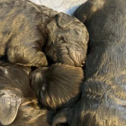 Boykin Spaniel Puppies from Hickory Hills Boykin Spaniel