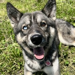 Luna - Siberian Husky