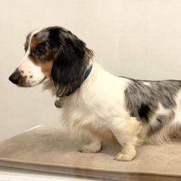 Bluey - Dachshund