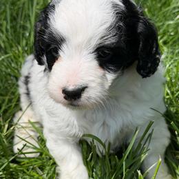 JoJo - Phantom female Bernedoodle puppy in Sherman, Illinois from Shirl Doodle Life