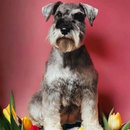 Penelope - Miniature Schnauzer