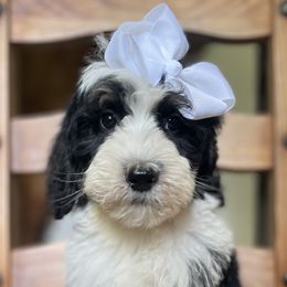 Loretta Lynn - Tri-color Bernedoodle puppy in Bastrop, Texas from Sweet Pea Bernedoodles