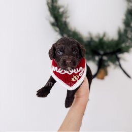 Turtle Dove - 12 Days of Christmas - Chocolate male Goldendoodle puppy in Syracuse, Indiana from The Doodle Cove