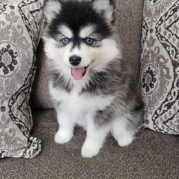 Pomsky All Grown Up from JC's Mitten Pomskies