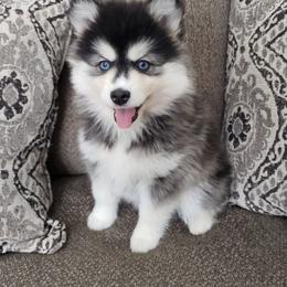 Pomsky All Grown Up from JC's Mitten Pomskies