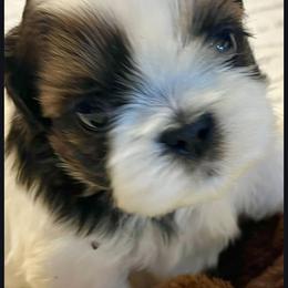 Boy2 - Tricolor male Shih Tzu puppy in Buxton, Maine from Shih Tzu Junction