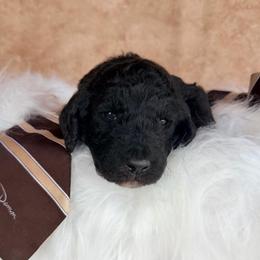Gus - Black male Poodle puppy in Detroit Lakes, Minnesota from Pickerel Pups