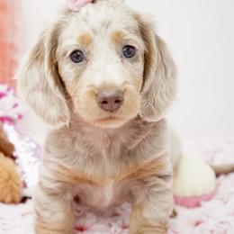 Rose' - Dapple female Dachshund puppy in Big Rapids, Michigan from 30 Acre Woods Dachshunds