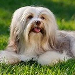Tallulah - Havanese