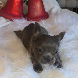 River - Blue male French Bulldog puppy in Raymore, Missouri from Michelle Thompson