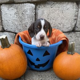 Benito - Chocolate and tan male Dachshund puppy in Centralia, Washington from Daweshunds