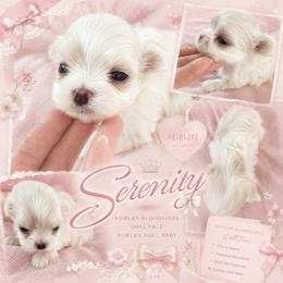SERENITY - White female Maltese puppy in Orlando, Florida from Denise’s Puppies