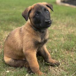 Belgian Malinois Puppies from Fromage Malinois