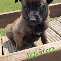 Skys Green - Mahogany male Belgian Malinois puppy in Berry, Alabama from North River k9