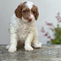 Shelly - Parti female Double Doodle puppy in Los Angeles, California from Deane’s Double Doodles