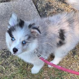 Captain - Merle male Pomsky puppy in Wolfe City, Texas from Susan Warnock