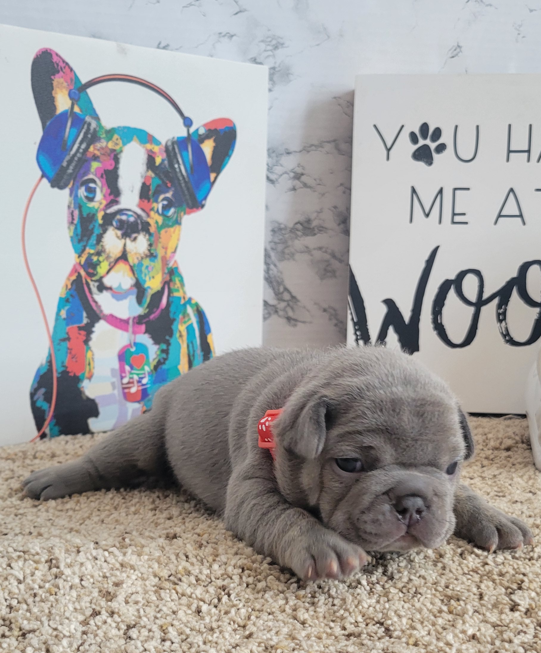 French Bulldog Puppies from Zoomie Time Frenchies