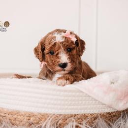 Bernedoodle and Goldendoodle Puppies from Hommel’s Mini Darling Doodles