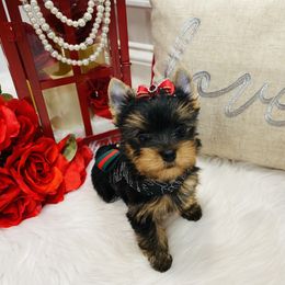 Yorkshire Terrier Puppies from Green Mountain Designer Yorkies