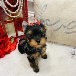 Yorkshire Terrier Puppies from Green Mountain Designer Yorkies