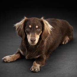 Lady - Dachshund