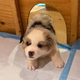 Terence - Blue merle male Australian Shepherd puppy in Brownfield, Maine from Misty Feather Aussies