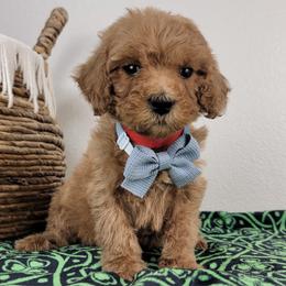 Morgan - Red  male Goldendoodle puppy in Temecula, California from Oodles O'Doodles