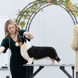 SKYLAR - Cardigan Welsh Corgi