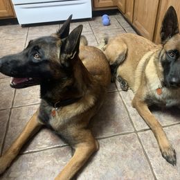 "Mom and Pop Amadeus and Justice" Belgian Malinois Puppies from Akadamie Belgian Malinois'