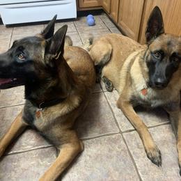 "Mom and Pop Amadeus and Justice" Belgian Malinois Puppies from Akadamie Belgian Malinois'