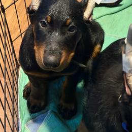 Maroon Collar - Black and rust male Beauceron puppy in Floyd’s Knobs, Indiana from Birdwing Beaucerons