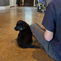 German Shepherd Puppies from Liberty Shepherds