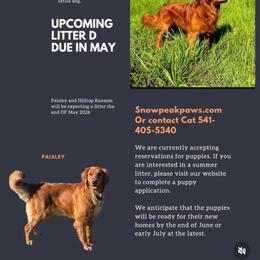 Cash - Dark golden male Golden Retriever puppy in Lebanon, Oregon from SnowPeakPaws