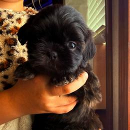 Lumi - Black female Shih Tzu puppy in Abilene, Texas from L&L Euro Boxers and Small Town Shih Tzus