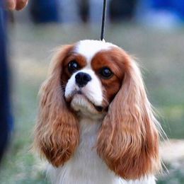 Cavalier King Charles Spaniels from Castle Peak Cavaliers