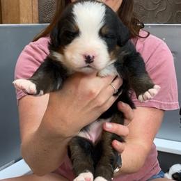 Maroon Collar Female - Black rust and white female Bernese Mountain Dog puppy in Bristol, Tennessee from Holston Hollow Farm