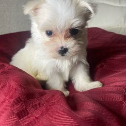 Daisy - White Maltese puppy in Dallas, Texas from Lizeth's Pups