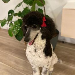 "Pym" Bearded Retriever, Bernedoodle, and Poodle Puppies from Doodle Belle Puppy