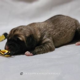 Girl 2 - Fawn Kangal puppy in Bloomer, Wisconsin from Chippewa Valley Kangals