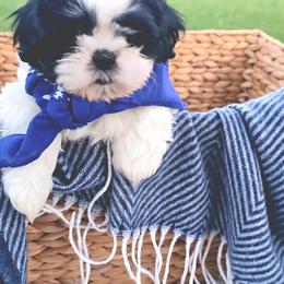 Shih Tzu Puppies from Shih Tzus of Gilbert