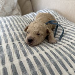 Jack - Buff male Cockapoo puppy in Yuba City, California from The Doodle Barn