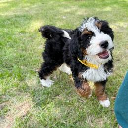 Female 1 - Tri-color female Bernedoodle puppy in Wamego, Kansas from Doodles of Oz
